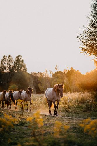 Kudde Konik paarden in natuurgebied tijdens zonsondergang