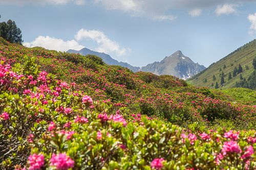 Alpine roses in the Küthai