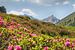 Alpenrosen im Küthai von Fabian Roessler