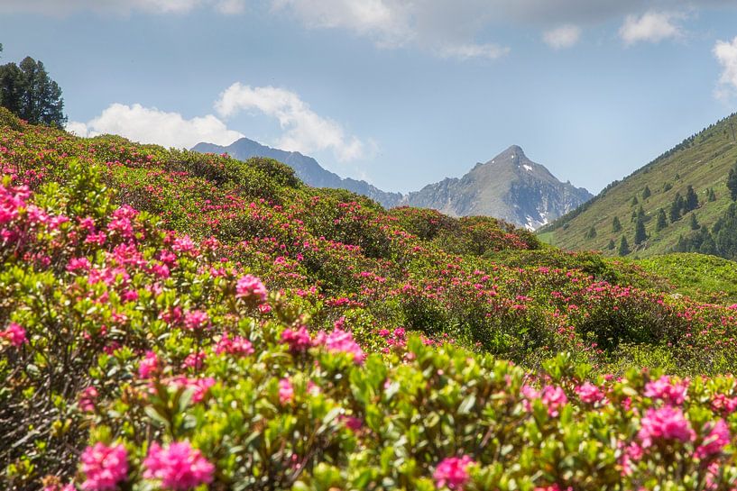 Alpine roses in the Küthai by Fabian Roessler