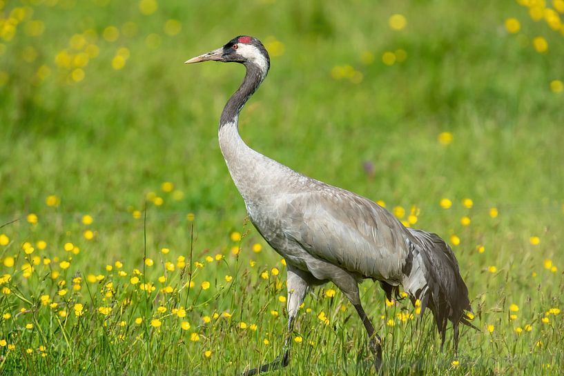 Crane in flower meadow by Harry Punter