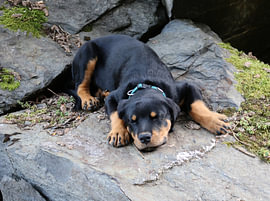 Charlie the Rottweiler VIII – Basic Trust by Helmut Martin - The Art of Stone - Steinkunst & Photographie