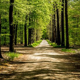 Prachtig Nederlands bos von Dennis te Lintelo