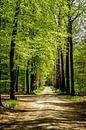Prachtig Nederlands bos van Dennis te Lintelo thumbnail