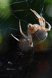 Shelob 1 sur Erik Buitenhuis
