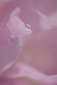 Rosée du matin - gouttelettes d'eau sur un pétale de rose