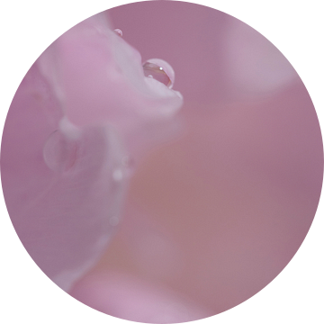 Ochtenddauw - enkele waterdruppel op roze rozenblad van Marianne van der Zee