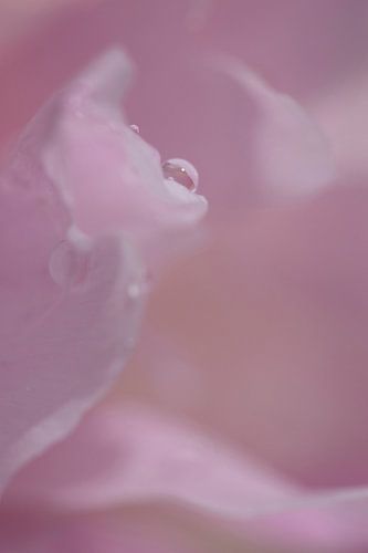 Ochtenddauw - enkele waterdruppel op roze rozenblad