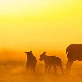 Schapen in ochtendlicht van Menno van Duijn