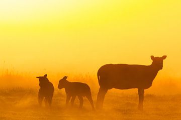 Mouton dans la lumière du matin sur Menno van Duijn