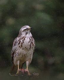 Buzzard by Liliane Jaspers