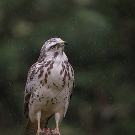 Buzzard by Liliane Jaspers