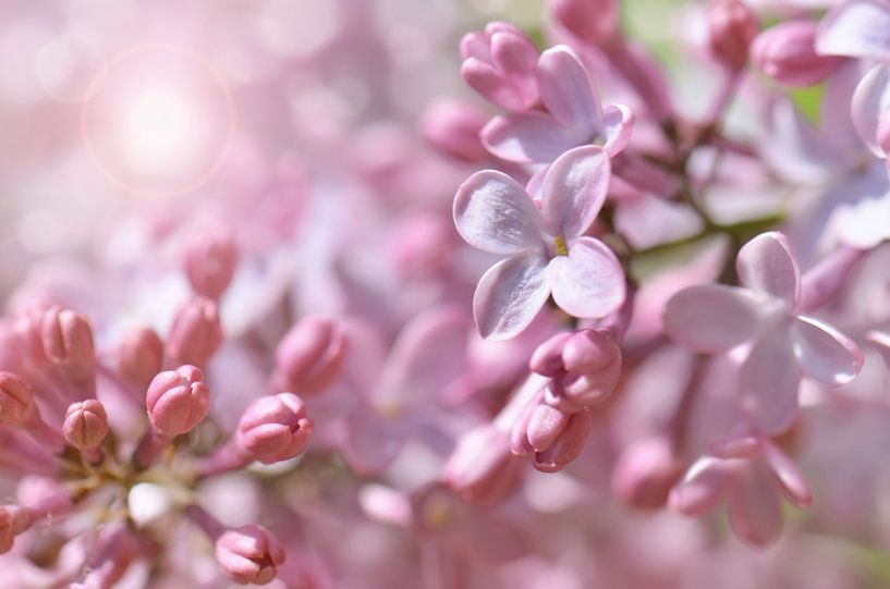 Lilac by Violetta Honkisz