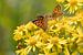 Vlinders | Kleine vuurvlinders op smalbladig kruiskruid van Servan Ott