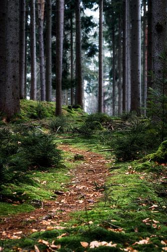 Forest path in Baden-württemberg with moss on the ground. Hiking and walking