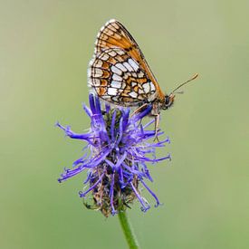 Alpenparelmoervlinder van Marnix Jonker