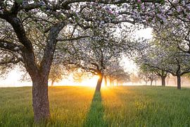 Fresh blossom, morning light, ground mist... simply magical! by Jiri Viehmann