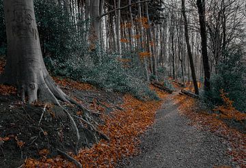 Jeu de forêt de trônes sur Arash Mahdawi Nader