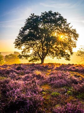 Le soleil derrière l'arbre sur Remco Piet