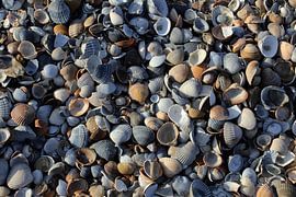 Zeeland shells by Berg Photostore