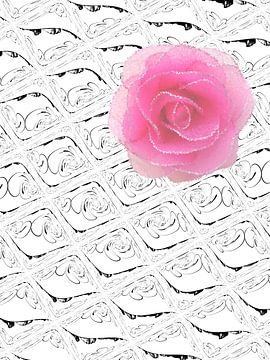 Roze tule roos op wit reliëf van Loreta