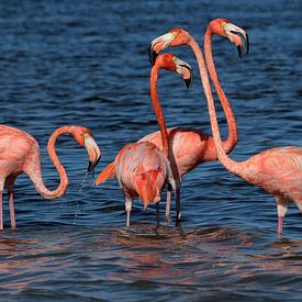 Flamingo familie in Mexico van Berg Photostore