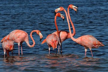 Flamingo family in Mexico by Berg Photostore