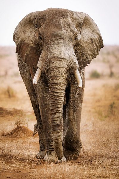 Elefant auf Frontalkurs, Südafrika van W. Woyke