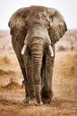 Elefant auf Frontalkurs, Südafrika van W. Woyke thumbnail