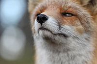 Fuchs riecht