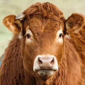 Portret van een Limousin koe