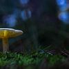 Mushrooms on Texel by Texel360Fotografie Richard Heerschap