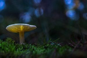 Paddenstoelen op Texel