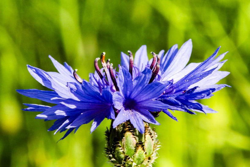 Blaues Leuchten am Wegesrand – Kornblume im Sonnenlicht von Fototante
