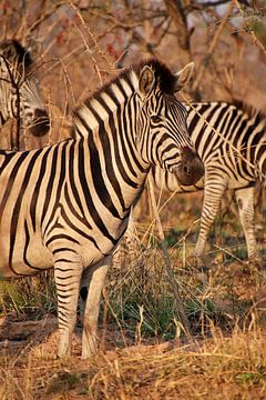Zebra in de struiken van Annelies69