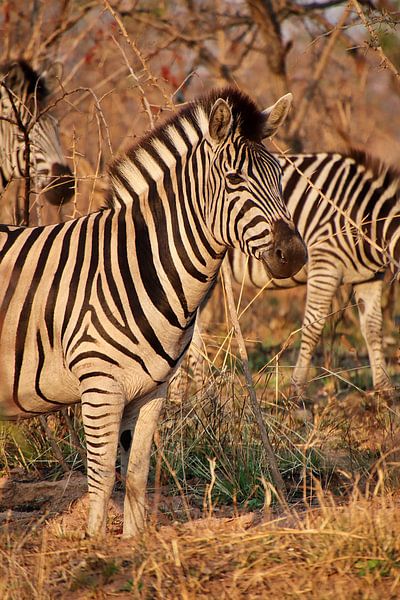 Zebra in the bushes by Annelies69
