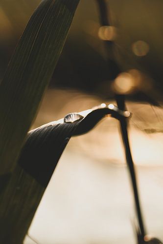 Water drop on leaf