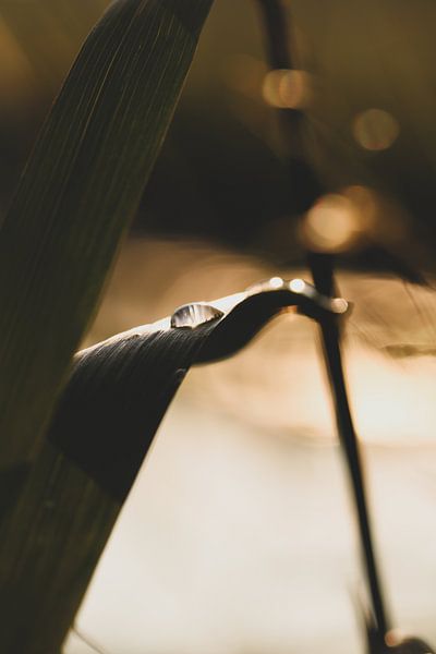 Water drop on leaf by Leonie Verspui
