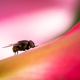 Disco-Fliege auf rosa Lilie von Esther Wagensveld