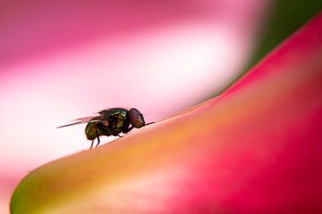 Disco-Fliege auf rosa Lilie von Esther Wagensveld