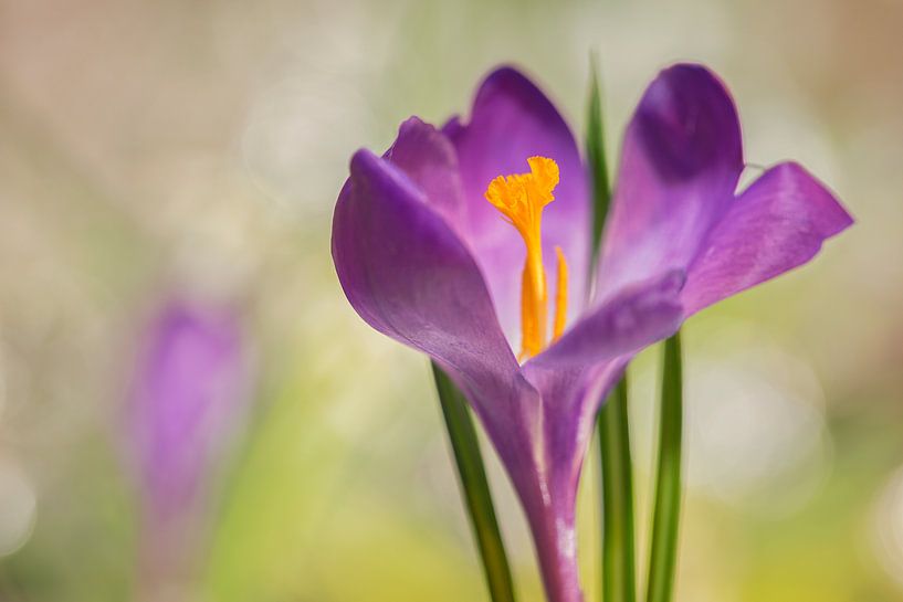 Crocus (Crocus) par Carola Schellekens