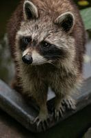 Raccoon