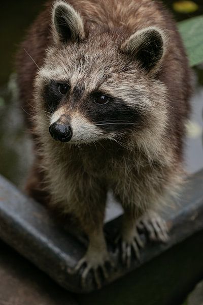 Waschbär von Jamie Elbersen