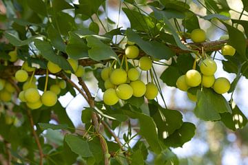 Groene vrouwelijke Japanse Notenboom, Ginkgo biloba  van Frans Rombout