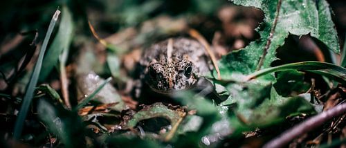 Grenouille sur Rianne Jacobs