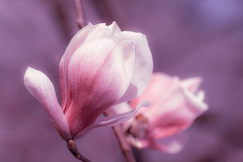 Magnolia bloesem in lente macro met bokeh