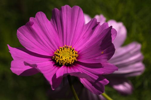 Cosmea sur Leo Langen