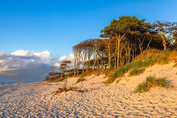 West Beach and Darß Forest on the Baltic Sea by Daniela Beyer