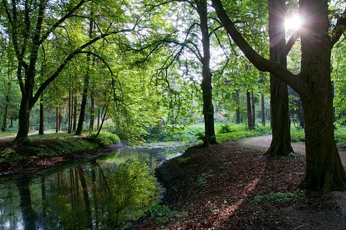 Early in the morning in the wood in Zevenaar