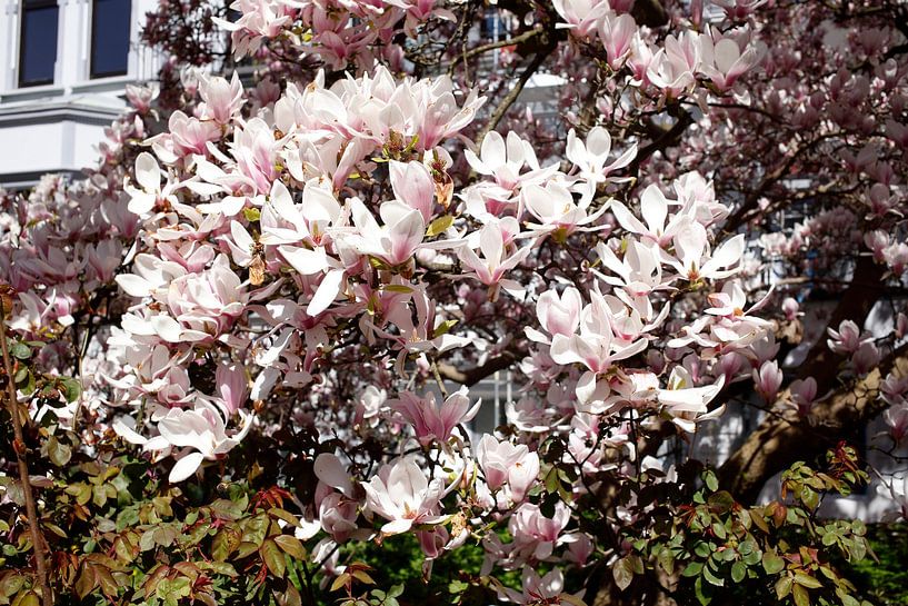 Pink magnolia flowers on tree branches ,Germany by Torsten Krüger